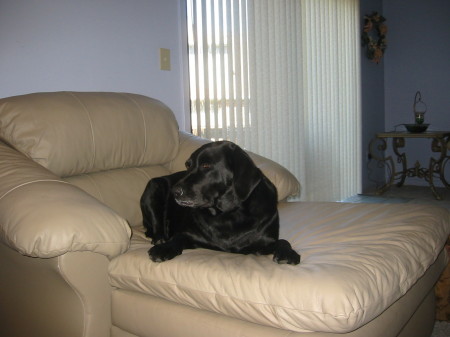 Jewel!  My beautiful black lab!