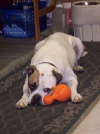 Capone with his toy. American Bulldog