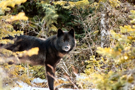 Black wolf, Juneau