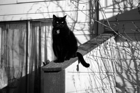 My Cat Dreyfuss bird watching 2004 (AKA Big Kitty)