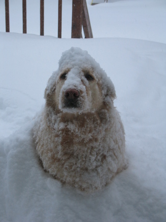 Colby, left outside too long