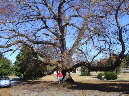 Tree at front area of West View Cem.