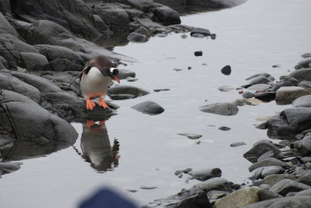 Penguin in Antarctica