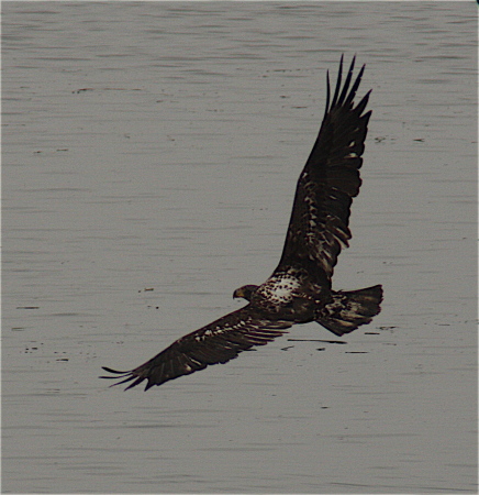 Young eagle in Astoria, Oregon.