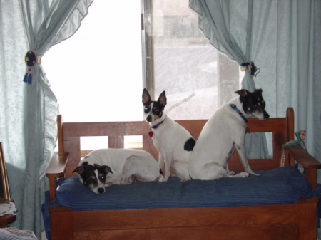 My three Rat Terriers