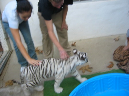 my son and a tiger cub