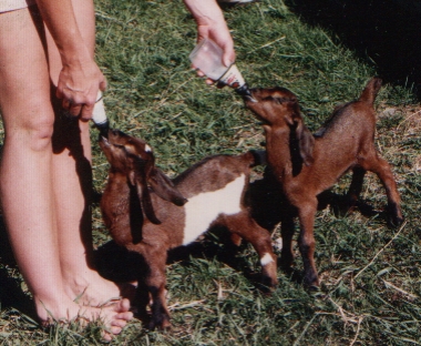 Baby Goats, Steamboat