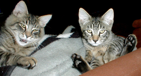 my two killer cats Festus and Maynerd