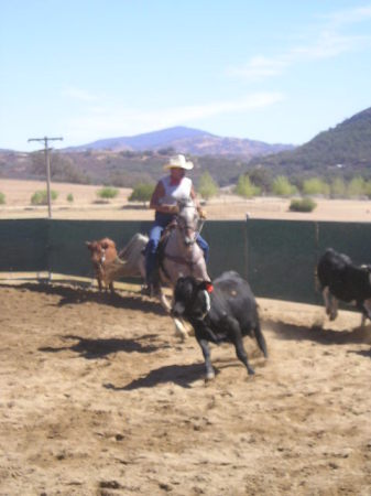 Competitive Cattle Sorting 2