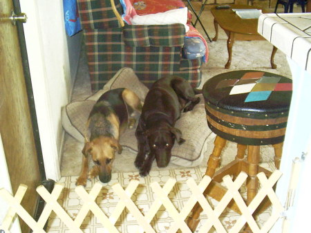 My Big Dogs - Wilson & Charlie