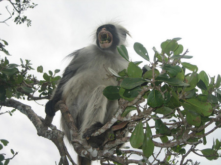 Colobus Monkey, Zanzibar, Tanzania