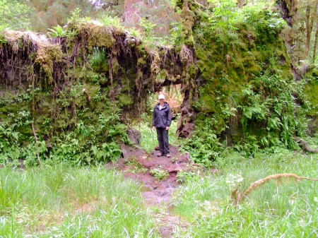 Ho Rainforest in Olympic Natl Park, WA