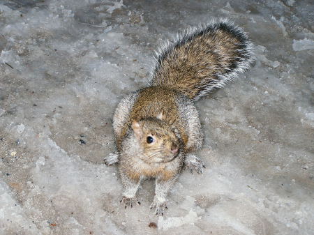 Fur Coat And Frozen Toes