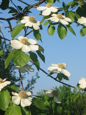 Dogwood in Summer