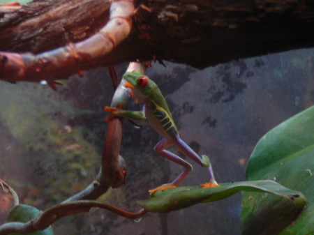 My Red-Eyed tree frog, one of my favorites in my collection of critters
