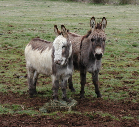 Little Furry Friends