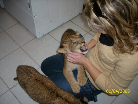 I got to cuddle 3 baby lions.  What a rush!