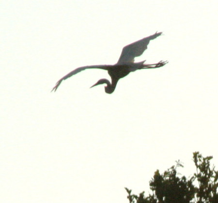 Flying Heron