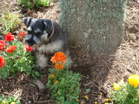 Willow in the Flower Bed