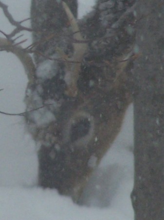 My Back Yard in Winter