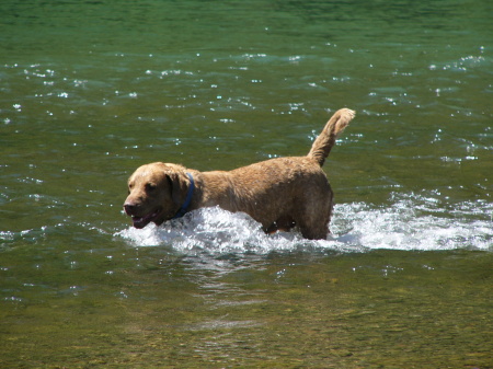 Captain, noble dog of the north!