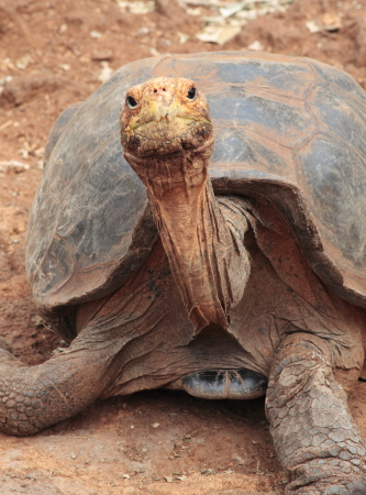 Galapagos Giant Turtle Sept 2007