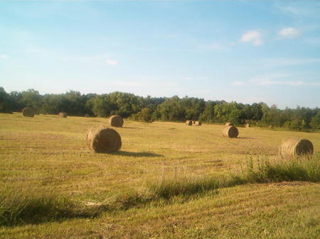 The hay field