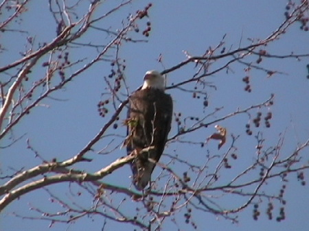 Bald Eagle