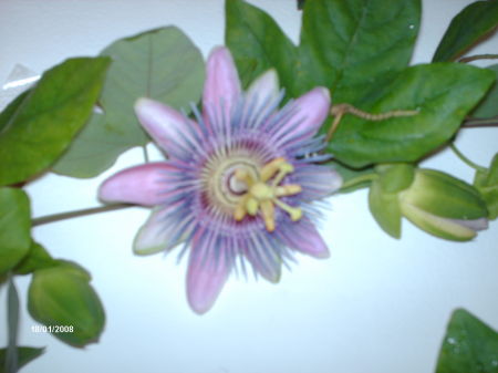 passion flower at china town