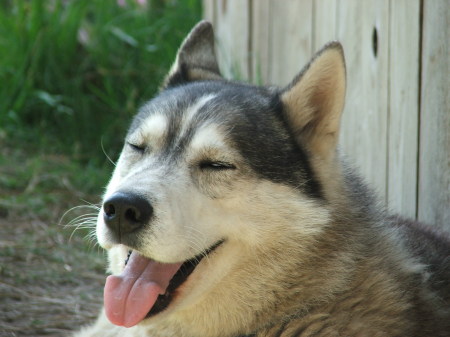 My Siberian Husky, Yukon Jack