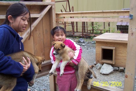 Kids with sled dog puppies