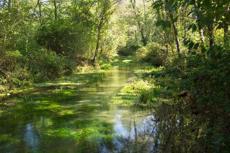 Laine Springs