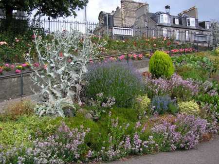 princes st gardens scot plnts