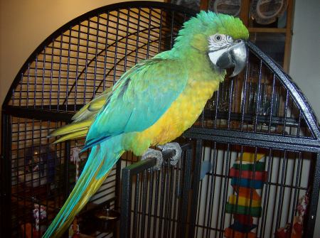 Harley " my miligold macaw "