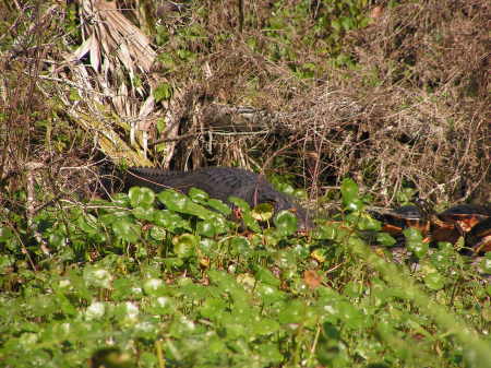 Sleeping Gator