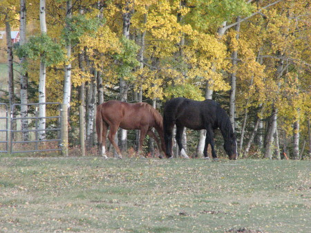 horses at home