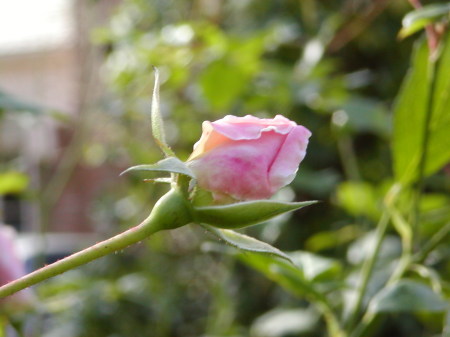 Precious Pink Rose