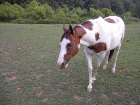 horses 2007 021