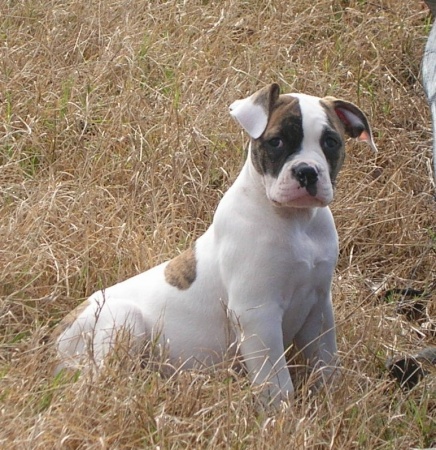 Clea, our american bull dog