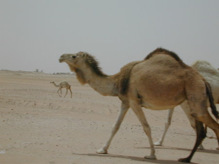 Camel in the Desert