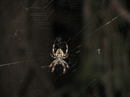 Nothing itsy-bitsy about this spider. Yikes!