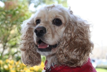 Maggie, our beloved Cocker Spaniel