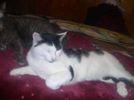 december cats 003