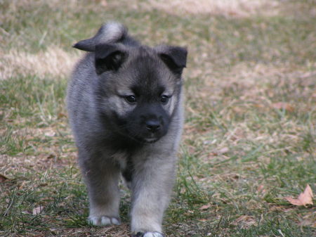 My Harley as a pup!