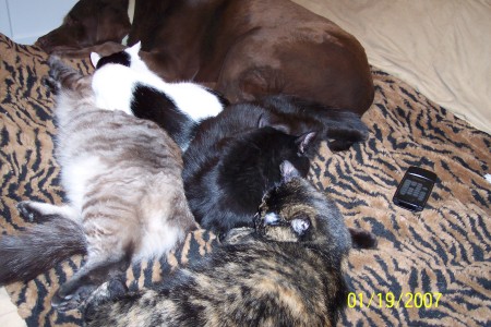 My babies 12-18lb kittens & 97lb dog to boot