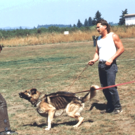 Training Police dogs