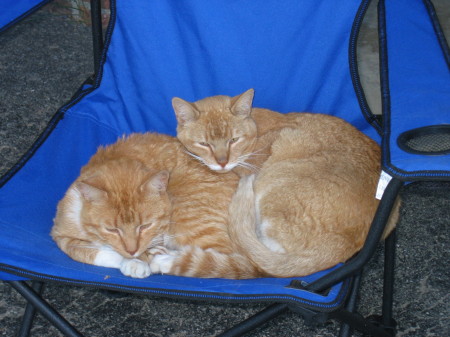 Tony & Tiger (The world's greatest cats!!)