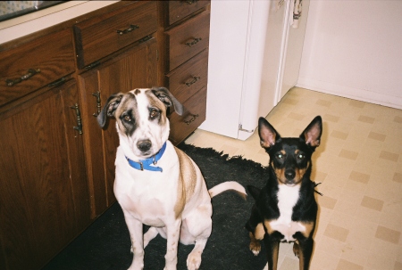 Bailey and Dingo