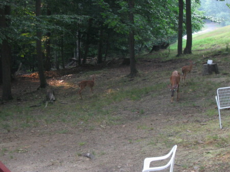 Deer in Dad's backyard