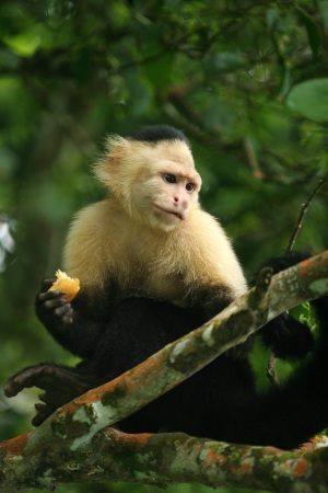 White Faced Monkey